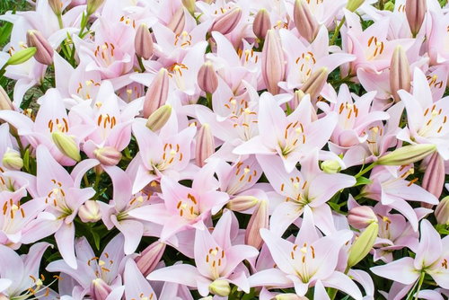 満開のユリが密集する花壇のテクスチャー、白とピンクの花弁と黄橙色の雄しべ