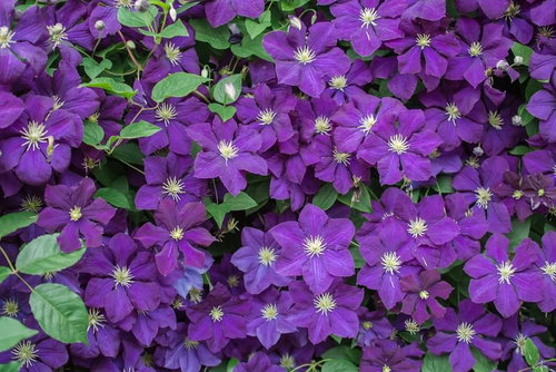 紫のクレマチスが密集して咲く花のテクスチャ
