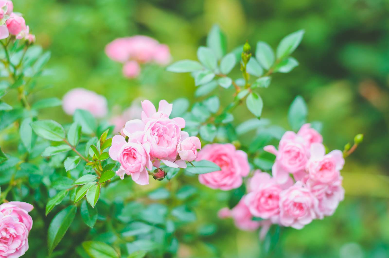 色とりどりのチューリップが咲く花畑