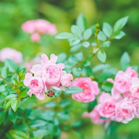 色とりどりのチューリップが咲き乱れる花畑の写真