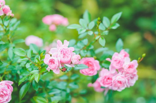 色とりどりのチューリップが咲き乱れる花畑