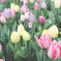 雨上がりのチューリップ畑に咲くパステルカラーの花々の写真