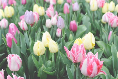 雨上がりのチューリップ畑に咲くパステルカラーの花々