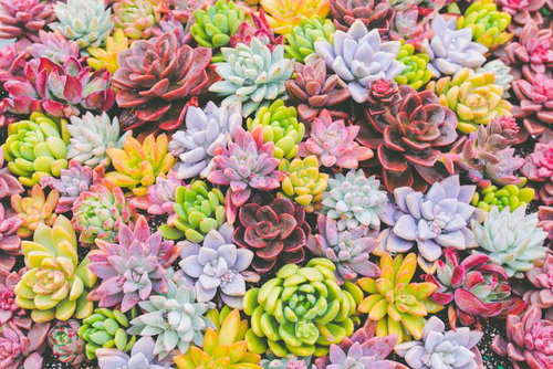 マットな質感のカラフル多肉植物のテクスチャ