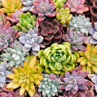 ピンク・グリーン・パープルに彩られた多肉植物のテクスチャの写真