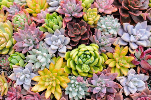 ピンク・グリーン・パープルに彩られた多肉植物のテクスチャ