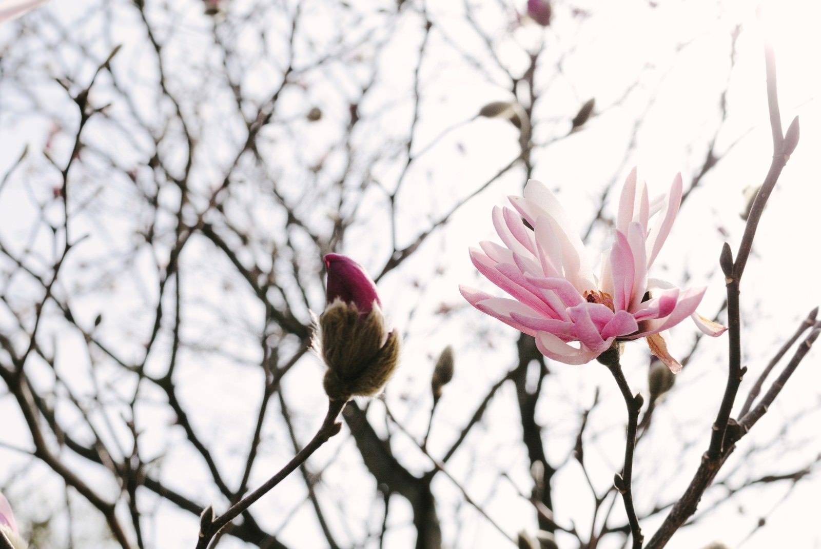春の光を浴びて咲くピンクのマグノリアの花とつぼみ