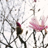 春の光を浴びる崇高の花、マグノリアの開花とつぼみの写真