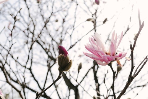 春の光を浴びる崇高の花、マグノリアの開花とつぼみ
