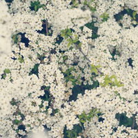 カメラ柄の折り紙で折った鶴の写真