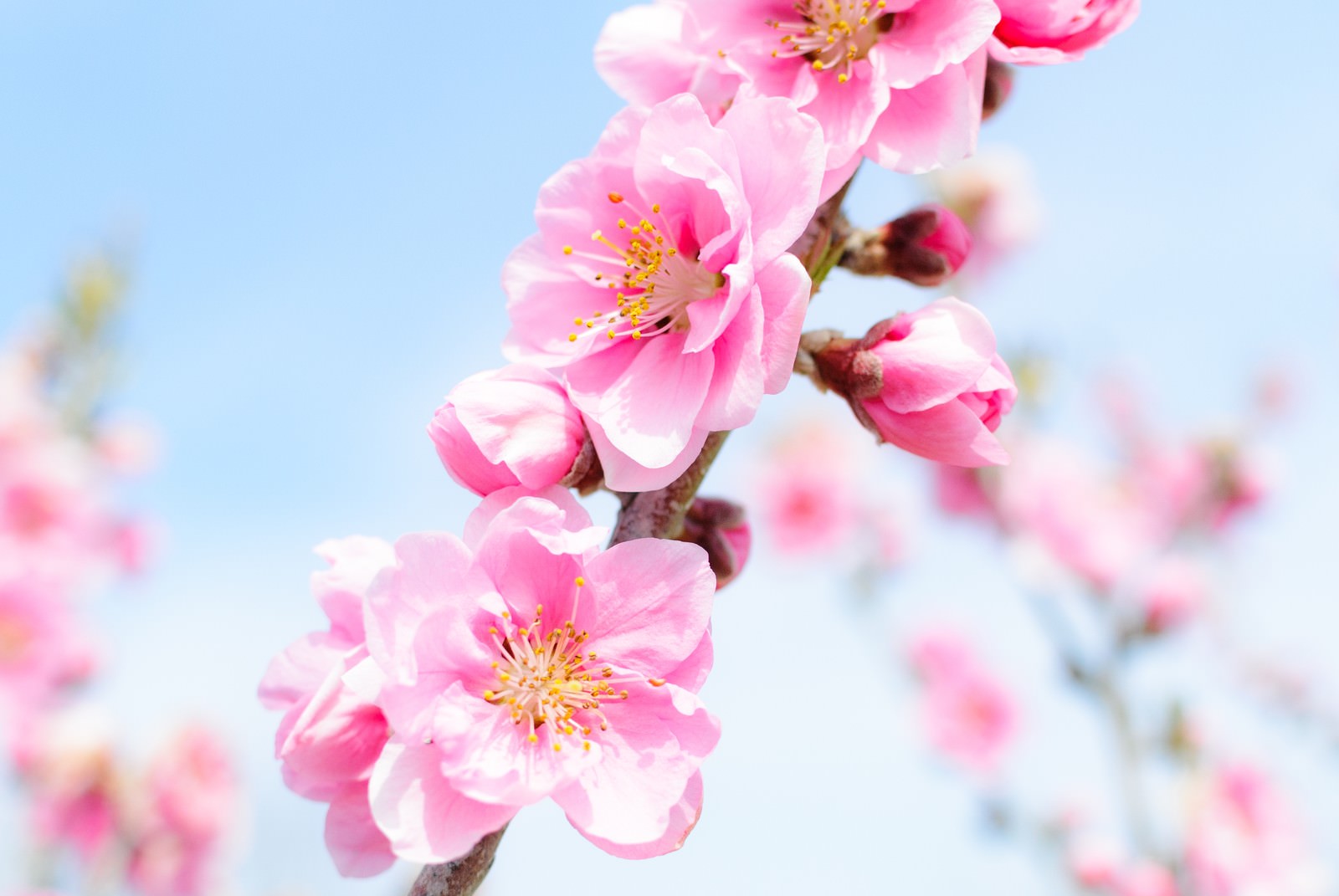 青空を背景にピンクのハナモモの花が咲いている様子