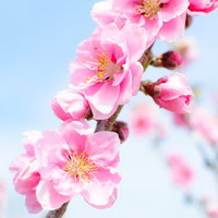 青空に咲くピンク色のハナモモとつぼみ、満開の春の花の写真