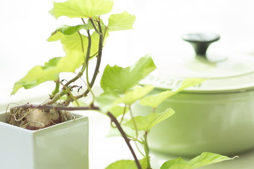 栽培中のサツマイモの葉とおしゃれな緑色の鍋