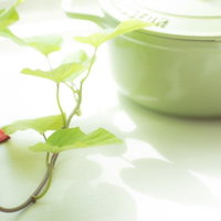 日中の日差しを受けたサツマイモの葉と緑の鍋の写真