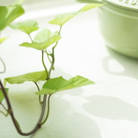 テーブルの上に浮かび上がるサツマイモの葉のハートの影の写真