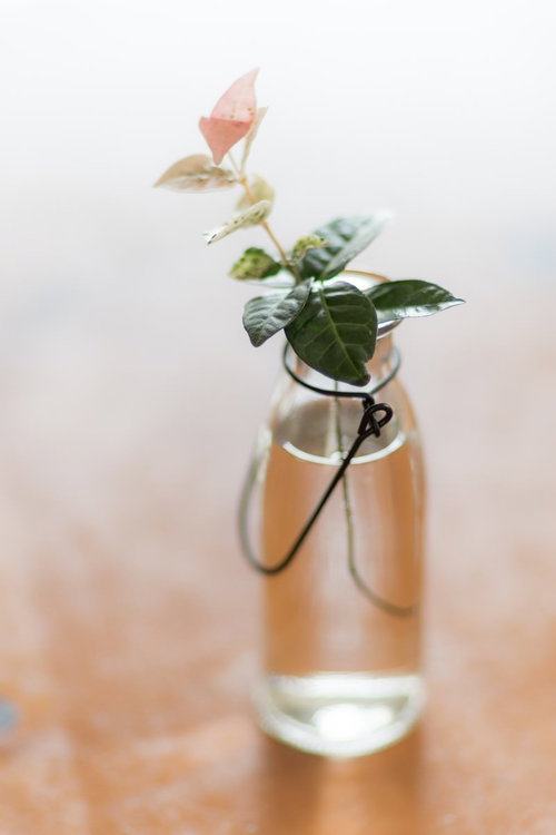 透明なガラス瓶に活けたハツユキガズラのインテリア