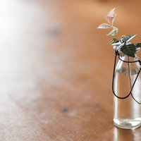 ハツユキカズラのインテリアに射し込む温かい日差しと葉色の写真