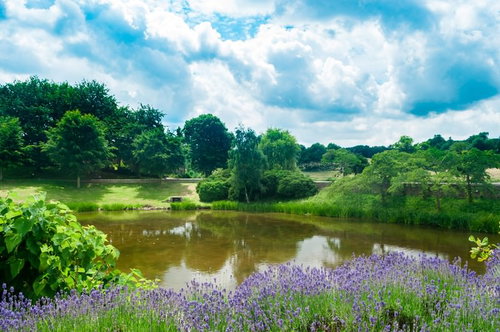 ラベンダーが咲く緑あふれるのどかな公園の川沿い風景