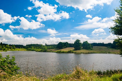 緑に囲まれた水辺の自然公園の澄んだ池と樹木の風景