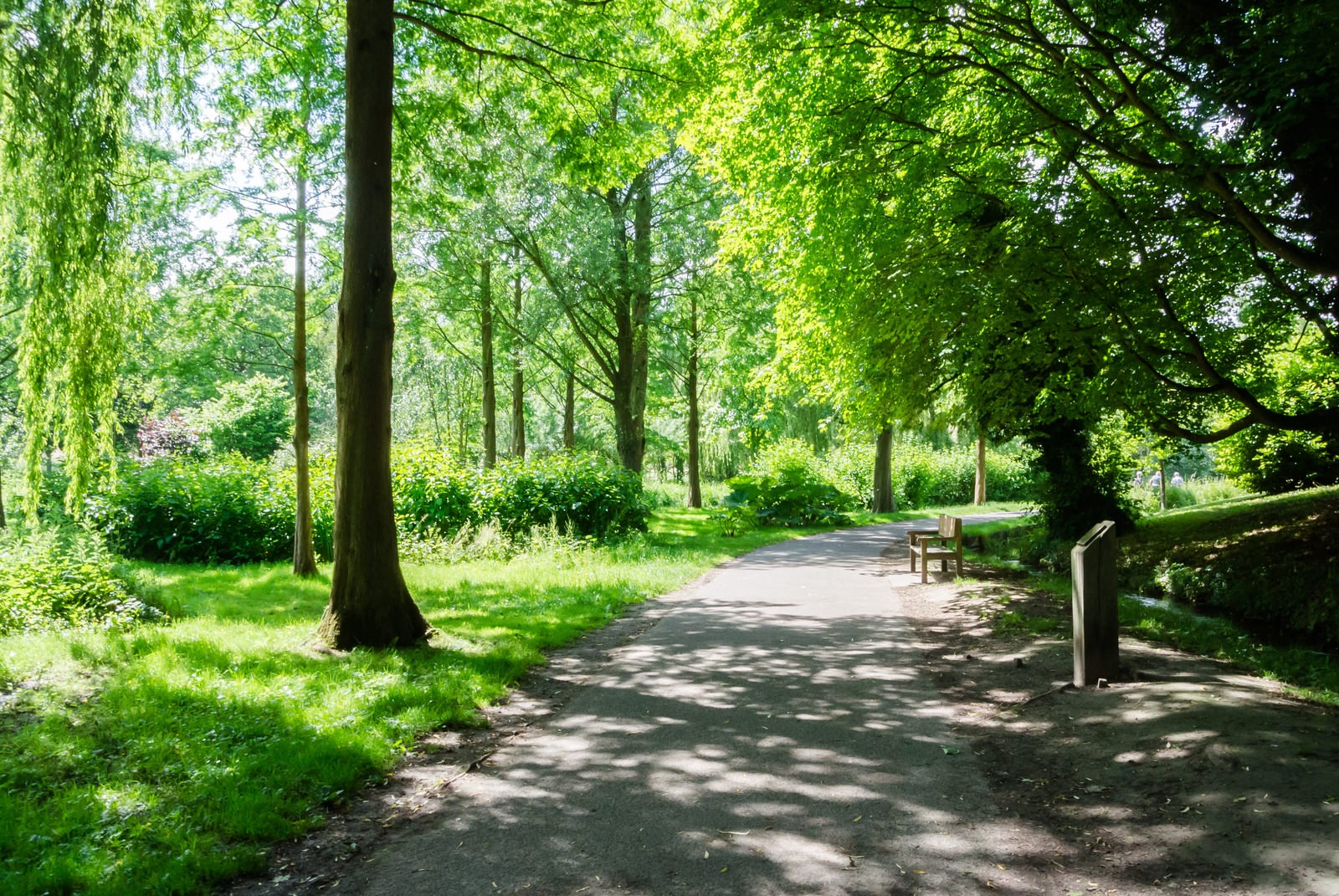 木々が並ぶ公園の遊歩道とベンチ
