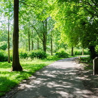 大きな木々が茂る公園の遊歩道とベンチ、木漏れ日が降り注ぐ景観の写真