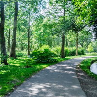 森林浴でリラックス、新緑の公園を歩く自然散策の写真