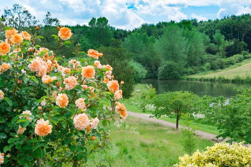 水辺の庭園に咲くオレンジバラと緑林の風景