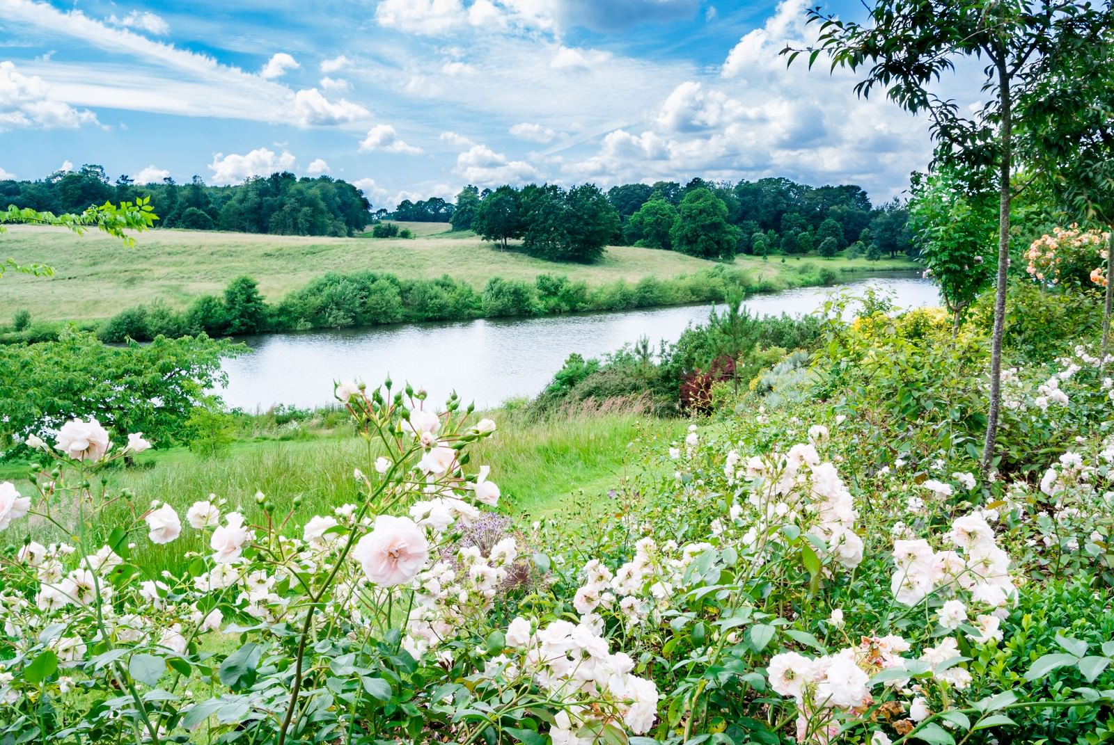 白いバラ咲く川沿いの公園と青空の風景
