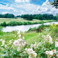 白いバラが咲く穏やかな昼下がりの公園の川沿い風景の写真