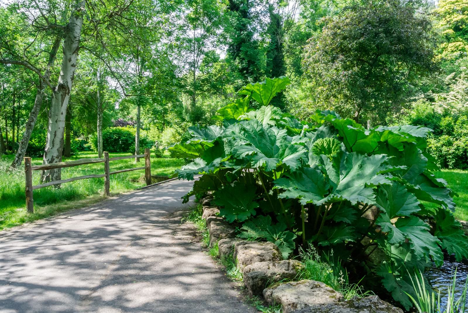 木々と植物に囲まれた公園の散歩道