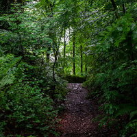 うっそうと茂る林道のダンジョン～樹木に覆われた暗いトンネル状通路の写真