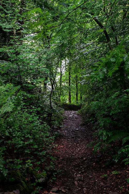 うっそうと茂る林道のダンジョン～樹木に覆われた暗いトンネル状通路