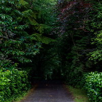 森の奥へと続く暗い道・両側に生い茂る樹木が覆う薄暗い林道の写真