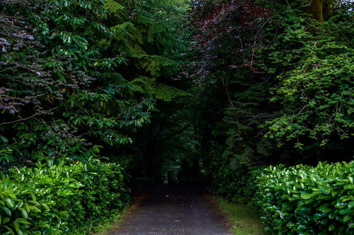 森の奥へと続く暗い道・両側に生い茂る樹木が覆う薄暗い林道