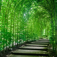 緑のトンネルアーチ：ツタやつる植物が覆う庭園の散歩道の写真
