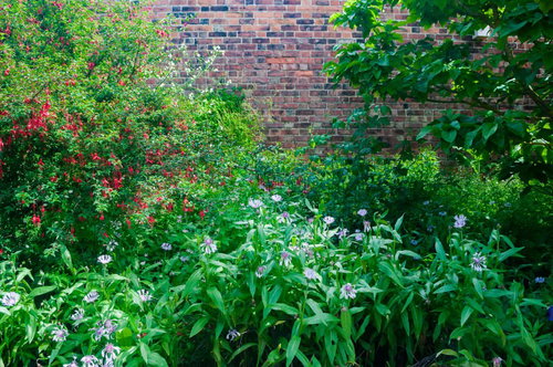 初夏の庭に咲く赤いナデシコとエキナセアの花壇