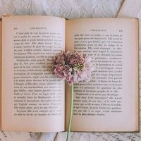 しおり代わりに挟んだドライフラワーと古書のページの写真