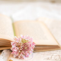 洋書のページに挟み込まれたピンク色の花とレースのしおりの写真