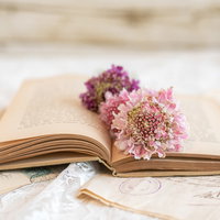 洋書のページの上に置かれたピンク色の花としおりの写真
