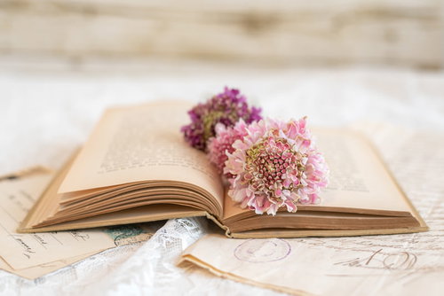 洋書のページの上に置かれたピンク色の花としおり