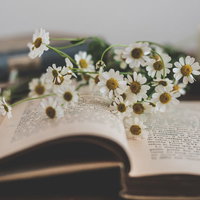 読みかけの本のページに散らばるかすみ草の白い花の写真