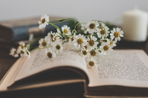 読みかけの本のページに散らばるかすみ草の白い花