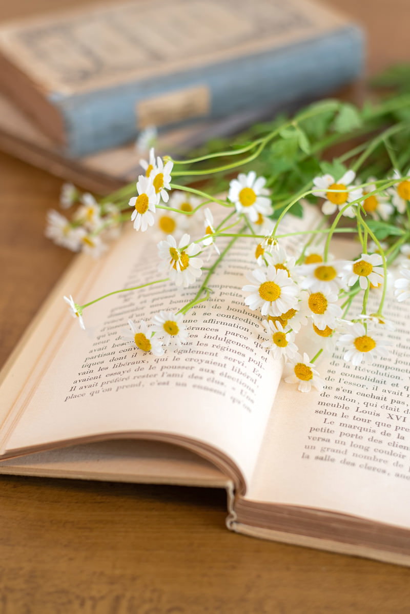 開いた洋書のページの上に白い小さなキク科の花が置かれている