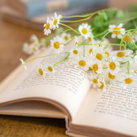 開かれた洋書のページに咲くカモミールの花の写真
