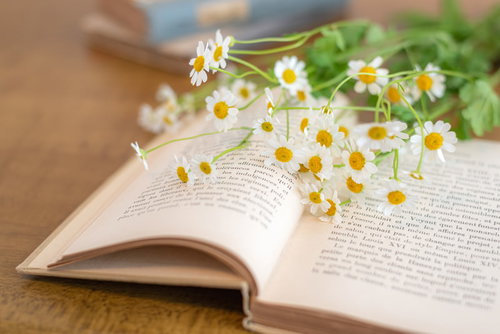 開かれた洋書のページに咲くカモミールの花