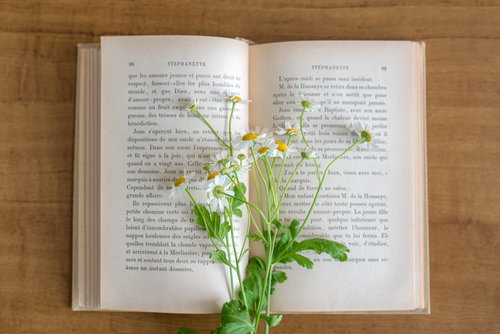 しおり代わりに置いた洋書のページと白い花