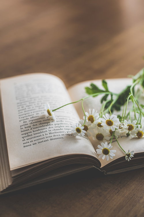 窓辺に置かれた洋書と白い花、木のテーブルで読書の時間