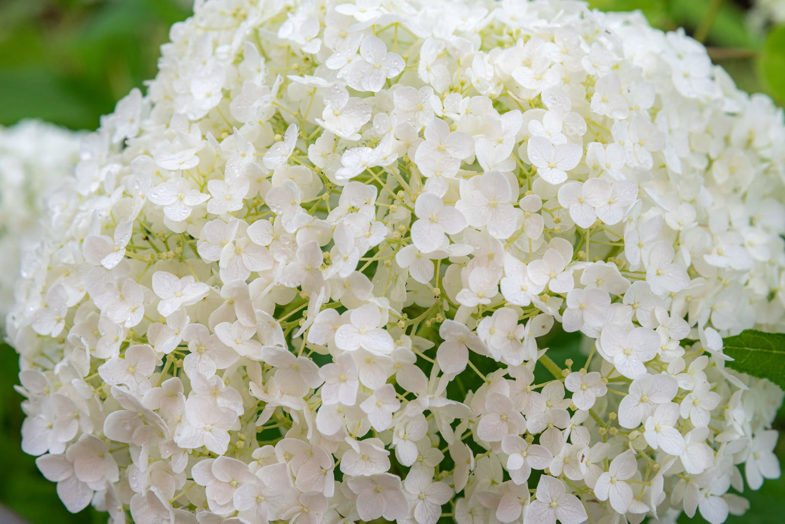 雨粒が付いた純白のアジサイ（アナベル）の花