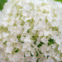 雨粒残る白いアジサイ（アナベル）の花の写真