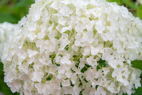 雨粒残る白いアジサイ（アナベル）の花